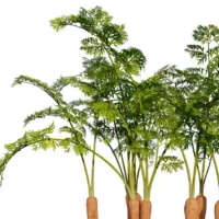 Daucus-carota-carotte-3D-racine-plante-légume-vegetaux-studio-l4m-lumion-fbx