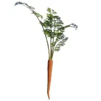 Daucus-carota-carotte-3D-seul-plante-légume-vegetaux-studio-l4m-lumion-fbx