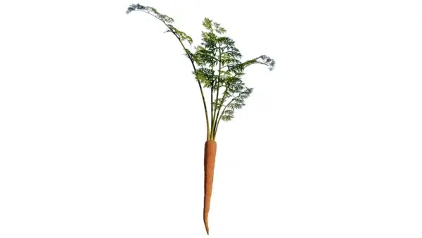 Daucus-carota-carotte-3D-seul-plante-légume-vegetaux-studio-l4m-lumion-fbx