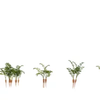 Daucus-carota-carotte-3D-variantes-plante-légume-vegetaux-studio-l4m-lumion-fbx