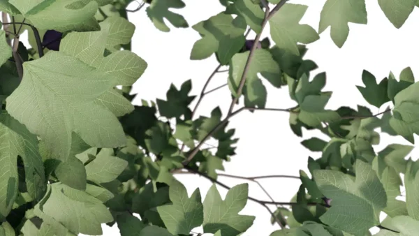 Ficus-carica-figuier-3D-branchage-arbre-fruitier-plante-vegetaux-studio-l4m-lumion-fbx