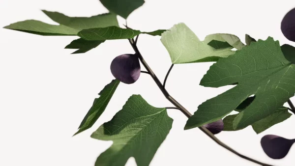 Ficus-carica-figuier-3D-figues-arbre-fruitier-plante-vegetaux-studio-l4m-lumion-fbx