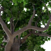 Ficus-carica-figuier-3D-tronc-arbre-fruitier-plante-vegetaux-studio-l4m-lumion-fbx