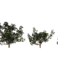 Ficus-carica-figuier-3D-variantes-arbre-fruitier-plante-vegetaux-studio-l4m-lumion-fbx