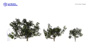 Ficus-carica-figuier-3D-variantes-arbre-fruitier-plante-vegetaux-studio-l4m-lumion-fbx