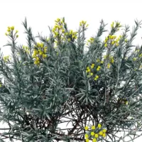 Helichrysum-italicum-immortelle-Italie-3D-fleurs-provence-plante-buisson-fleur-vegetaux-studio-l4m-lumion-fbx