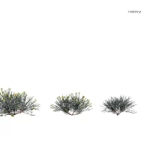 Helichrysum-italicum-immortelle-Italie-3D-variantes-provence-plante-buisson-fleur-vegetaux-studio-l4m-lumion-fbx