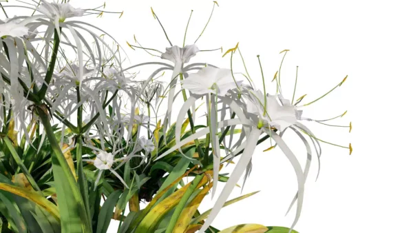 Hymenocallis-littoralis-lys-araignée-3D-fleur-plante-fleurs-blanches-vegetaux-studio-l4m-lumion-fbx