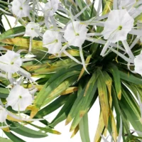 Hymenocallis-littoralis-lys-araignée-3D-fleur-top-plante-fleurs-blanches-vegetaux-studio-l4m-lumion-fbx