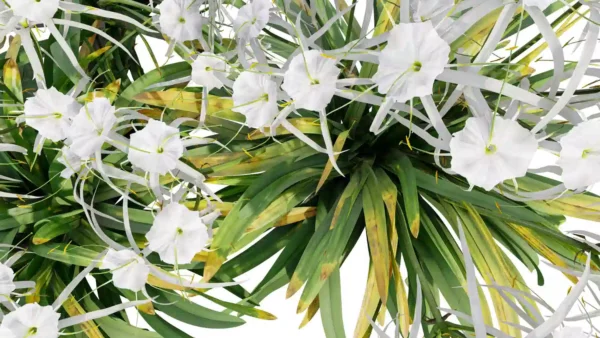 Hymenocallis-littoralis-lys-araignée-3D-fleur-top-plante-fleurs-blanches-vegetaux-studio-l4m-lumion-fbx