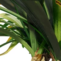 Hymenocallis-littoralis-lys-araignée-3D-racine-plante-fleurs-blanches-vegetaux-studio-l4m-lumion-fbx
