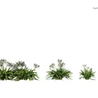 Hymenocallis-littoralis-lys-araignée-3D-variantes-plante-fleurs-blanches-vegetaux-studio-l4m-lumion-fbx