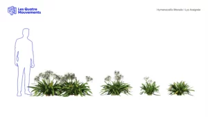 Hymenocallis-littoralis-lys-araignée-3D-variantes-plante-fleurs-blanches-vegetaux-studio-l4m-lumion-fbx