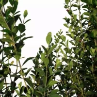 Ilex-crenata-houx-crénelé-3D-feuilles-arbre-plante-jardin-arbuste-vegetaux-studio-l4m-lumion-fbx