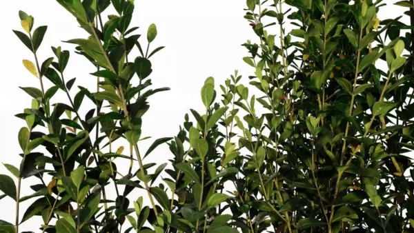Ilex-crenata-houx-crénelé-3D-feuilles-arbre-plante-jardin-arbuste-vegetaux-studio-l4m-lumion-fbx