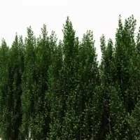 Ilex-crenata-houx-crénelé-3D-haie-arbre-plante-jardin-arbuste-vegetaux-studio-l4m-lumion-fbx