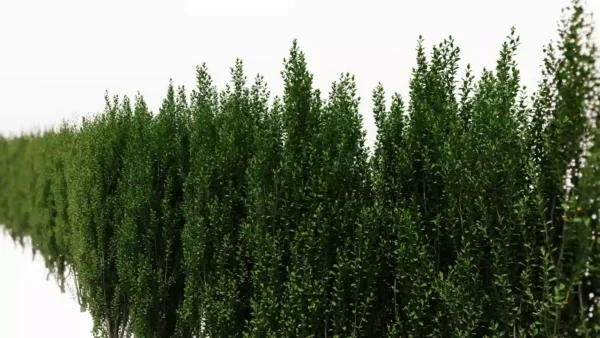 Ilex-crenata-houx-crénelé-3D-haie-arbre-plante-jardin-arbuste-vegetaux-studio-l4m-lumion-fbx