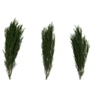Ilex-crenata-houx-crénelé-3D-variantes-arbre-plante-jardin-arbuste-vegetaux-studio-l4m-lumion-fbx
