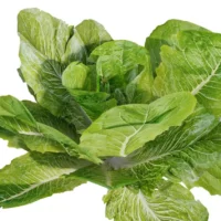 Latuca-sativa-laitue-3D-global-salade-plante-vegetaux-légume-studio-l4m-lumion-fbx