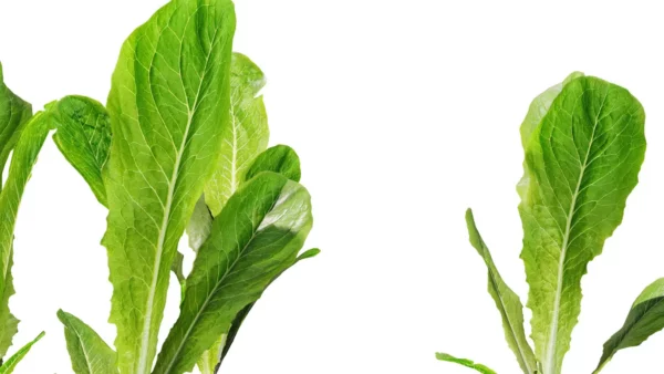 Latuca-sativa-laitue-3D-side-pousses-salade-plante-vegetaux-légume-studio-l4m-lumion-fbx