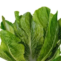 Latuca-sativa-laitue-3D-side-salade-plante-vegetaux-légume-studio-l4m-lumion-fbx (1)