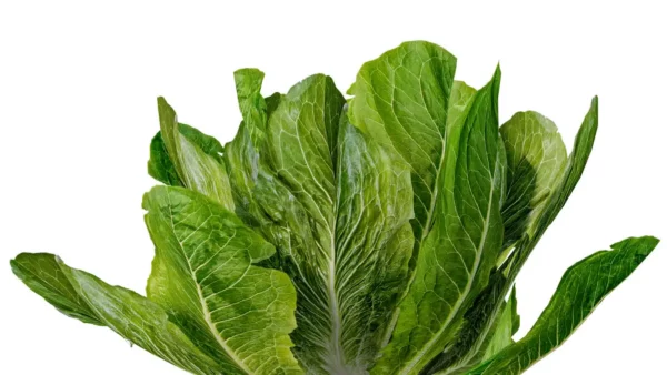 Latuca-sativa-laitue-3D-side-salade-plante-vegetaux-légume-studio-l4m-lumion-fbx (1)