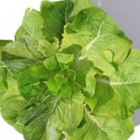 Latuca-sativa-laitue-3D-top-salade-plante-vegetaux-légume-studio-l4m-lumion-fbx