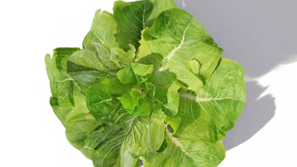 Latuca-sativa-laitue-3D-top-salade-plante-vegetaux-légume-studio-l4m-lumion-fbx