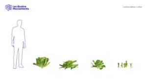 Latuca-sativa-laitue-3D-variantes-salade-plante-vegetaux-légume-studio-l4m-lumion-fbx