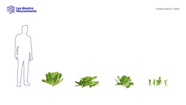 Latuca-sativa-laitue-3D-variantes-salade-plante-vegetaux-légume-studio-l4m-lumion-fbx