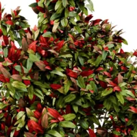 PHOTINIA-FRASERI-3D-plante-vegetaux-Photinie-de-Fraser-branches-studio-l4m-lumion-fbx