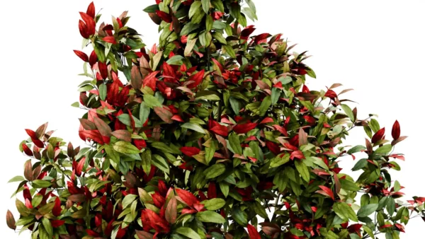 PHOTINIA-FRASERI-3D-plante-vegetaux-Photinie-de-Fraser-branches-studio-l4m-lumion-fbx