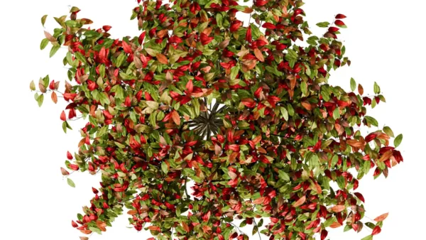 PHOTINIA-FRASERI-3D-plante-vegetaux-Photinie-de-Fraser-ensemble-studio-l4m-lumion-fbx