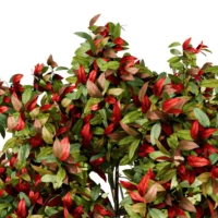 PHOTINIA-FRASERI-3D-plante-vegetaux-Photinie-de-Fraser-feuilles-studio-l4m-lumion-fbx