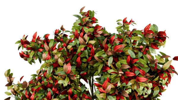 PHOTINIA-FRASERI-3D-plante-vegetaux-Photinie-de-Fraser-feuilles-studio-l4m-lumion-fbx