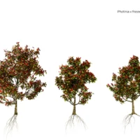 PHOTINIA-FRASERI-3D-plante-vegetaux-Photinie-de-Fraser-tailles-studio-l4m-lumion-fbx