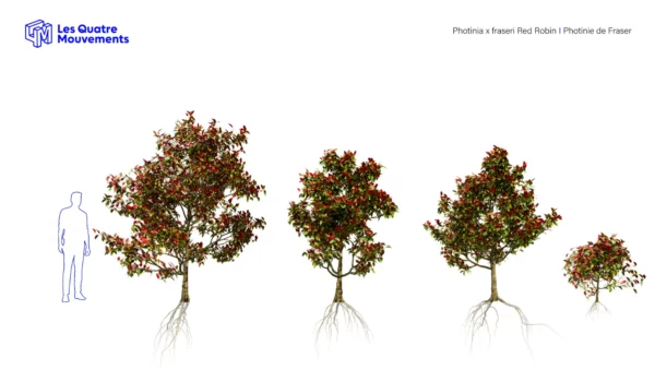 PHOTINIA-FRASERI-3D-plante-vegetaux-Photinie-de-Fraser-tailles-studio-l4m-lumion-fbx