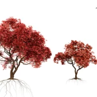 ACER-PALMATUM-3D-plante-vegetaux-Erable-du-Japon-tailles-studio-l4m-lumion-fbx