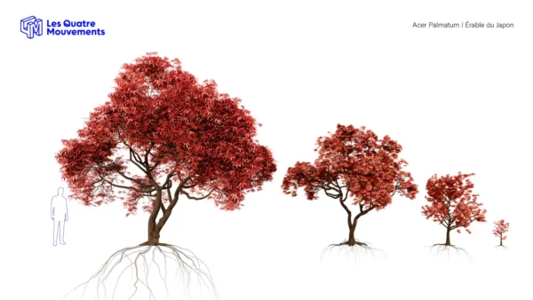 ACER-PALMATUM-3D-plante-vegetaux-Erable-du-Japon-tailles-studio-l4m-lumion-fbx