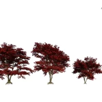 Acer-Palmatum-erable japonais-rouge-automne-3D-variantes-arbre-vegetaux-studio-l4m-lumion-fbx