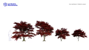 Acer-Palmatum-erable japonais-rouge-automne-3D-variantes-arbre-vegetaux-studio-l4m-lumion-fbx