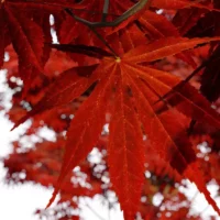 Acer-Palmatum-erable japonais-rouge-feuille-arbre-automne-3d-vegetaux-studio-l4m-lumion-fbx