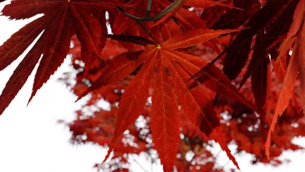 Acer-Palmatum-erable japonais-rouge-feuille-arbre-automne-3d-vegetaux-studio-l4m-lumion-fbx