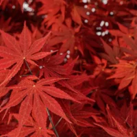 Acer-Palmatum-erable japonais-rouge-feuilles-arbre-automne-3d-vegetaux-studio-l4m-lumion-fbx