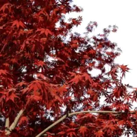 Acer-Palmatum-erable japonais-rouge-feuilliage-arbre-automne-3d-vegetaux-studio-l4m-lumion-fbx