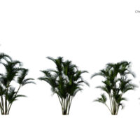 Modèles-3D-Chrysalidocarpus-Lutescens-BOOK