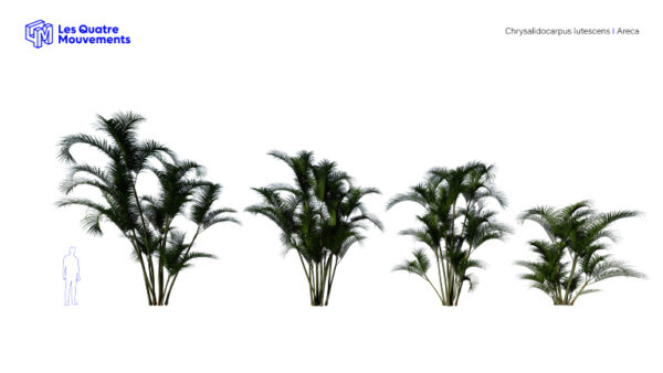 Modèles-3D-Chrysalidocarpus-Lutescens-BOOK