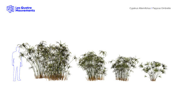Modèles-3D-Cyperus-Alternifolius-BOOK