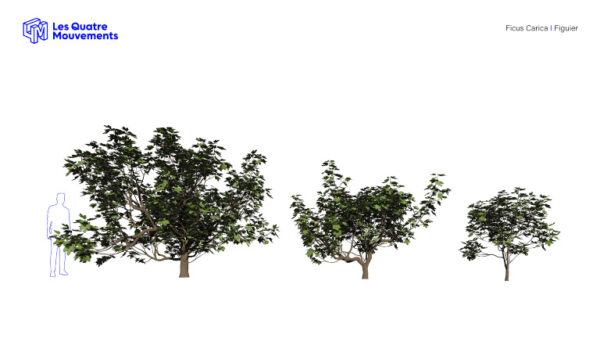 Modèles-3D-Ficus-Carica-BOOK