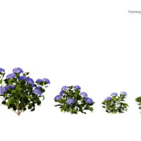 Modèles-3D-Hydrangea-Macrophylla-BOOK
